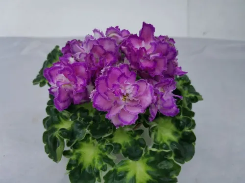 IMG_20260820_032649.webp