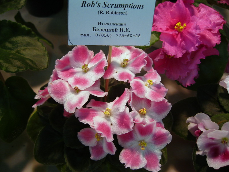 R' Scrumptious.jpg