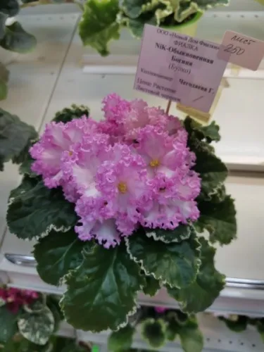 IMG_20260822_174112.webp