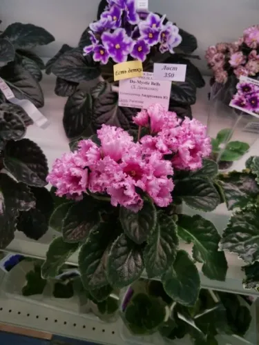 IMG_20260822_175207.webp