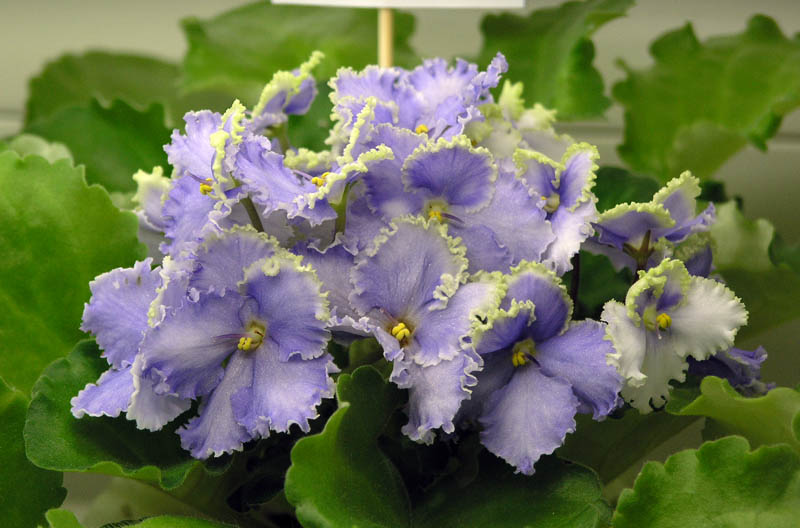 Optimara EverGrace