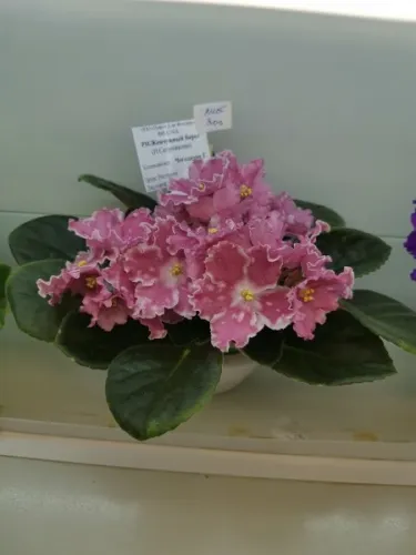 IMG_20260822_180321.webp