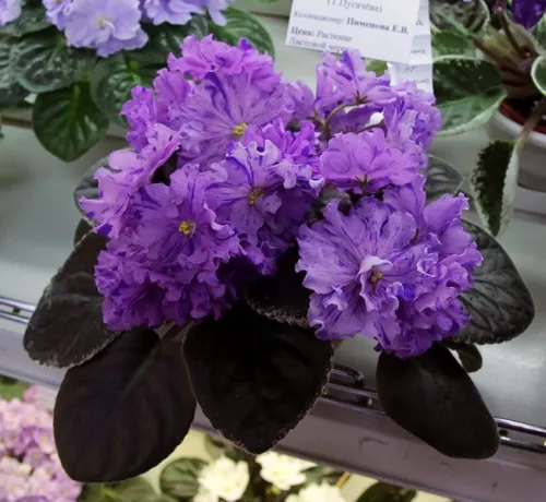 5. ПТ-Дафна