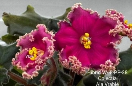 Screenshot_20260824-193919_Gallery.webp