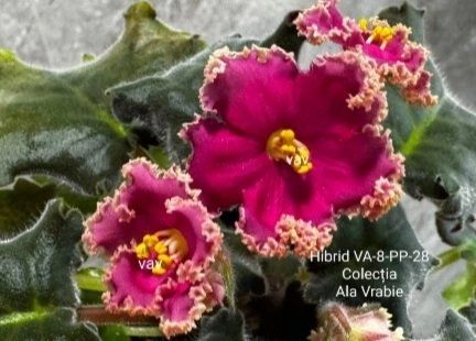 Screenshot_20260824-193835_Gallery.webp