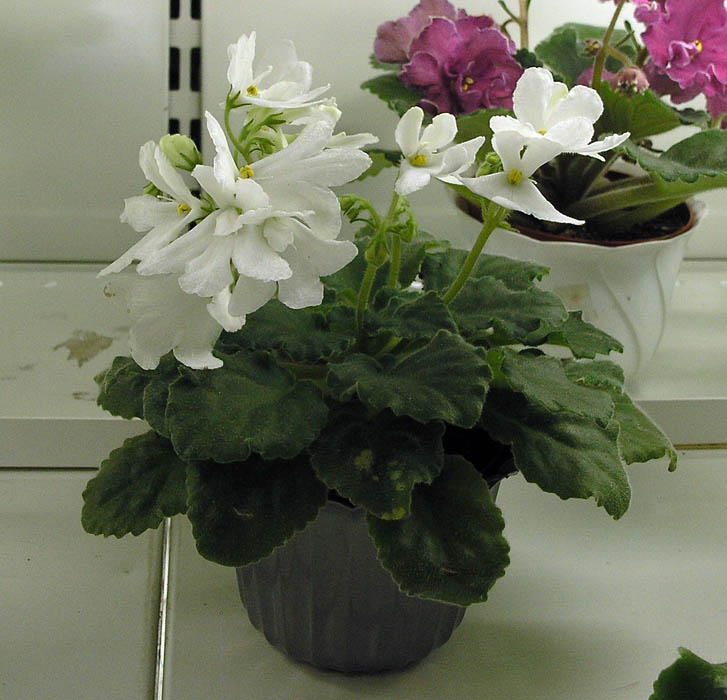 Lynar Lily white