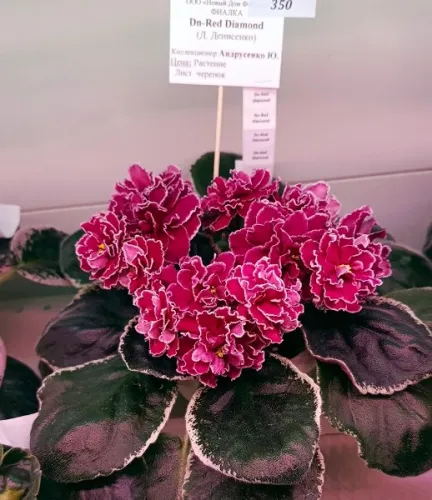 1Dn_Red_Diamond.webp