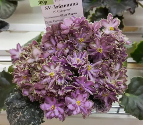 1SV_Забавница.webp