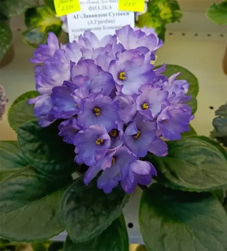 1АГ_Лавандовы_Сутинки.webp