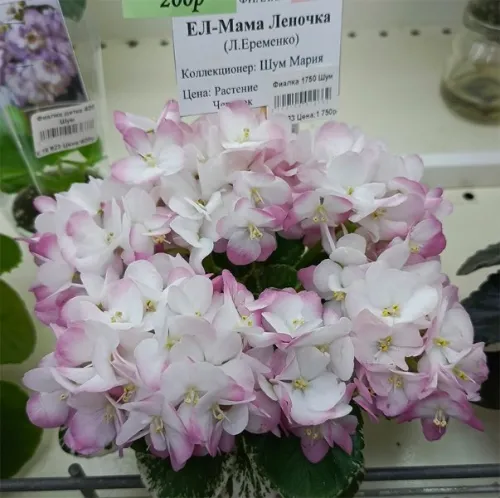 1ЕЛ_Мама_Леночка.webp