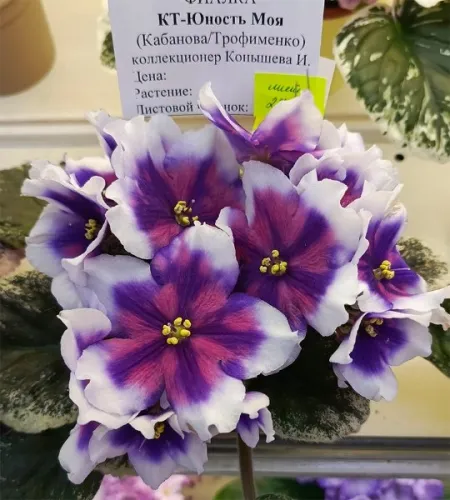1КТ_Юность_Моя.webp