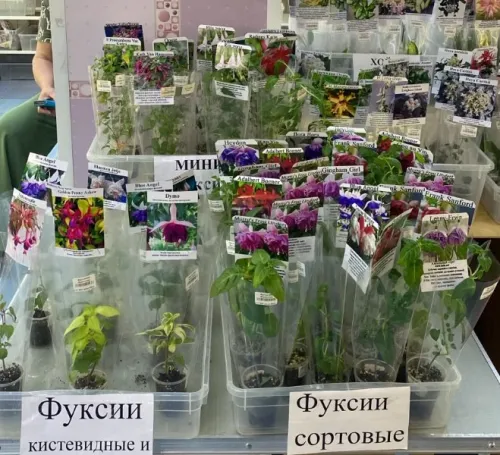 1Фуксии.webp