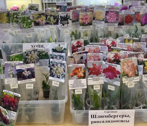 1Шлюмбы1.webp