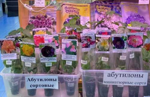 1Абутилоны.webp