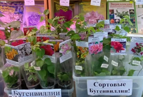 1Бугенвиллии.webp