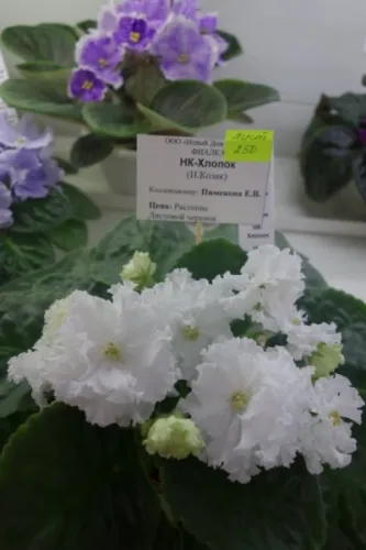 DSC01720.webp