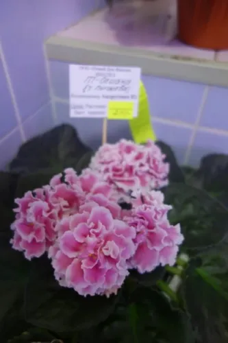 DSC01727.webp