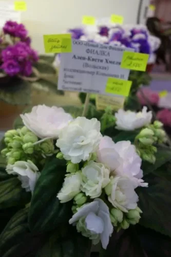 DSC01732.webp
