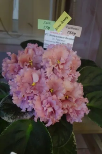 DSC01742.webp