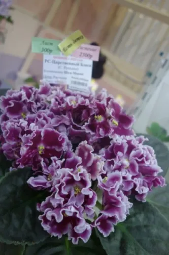 DSC01743.webp