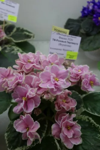 DSC01750.webp