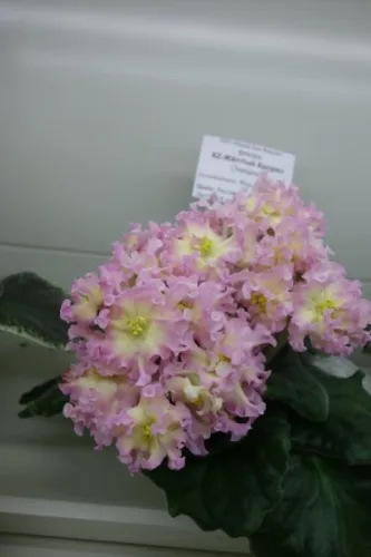 DSC01753.webp