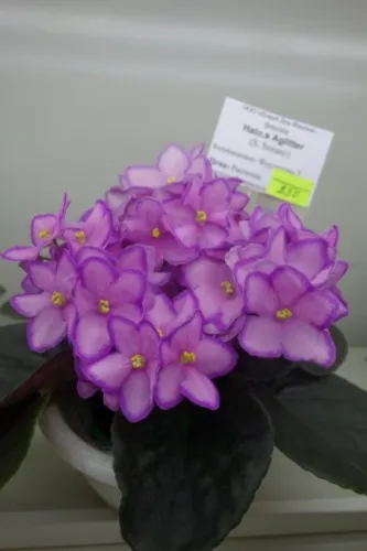 DSC01755.webp