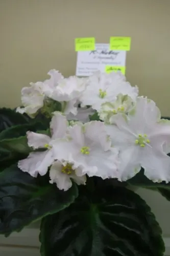 DSC01763.webp