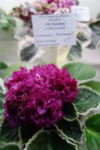 DSC01771.webp