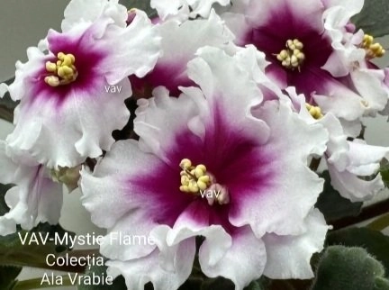 Screenshot_20260826-233401_Gallery.webp