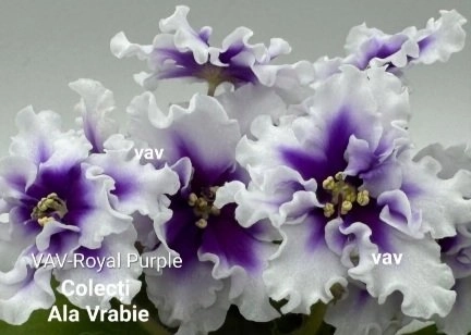 Screenshot_20260827-001328_Gallery.webp