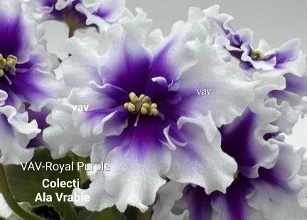 Screenshot_20260827-001406_Gallery.webp