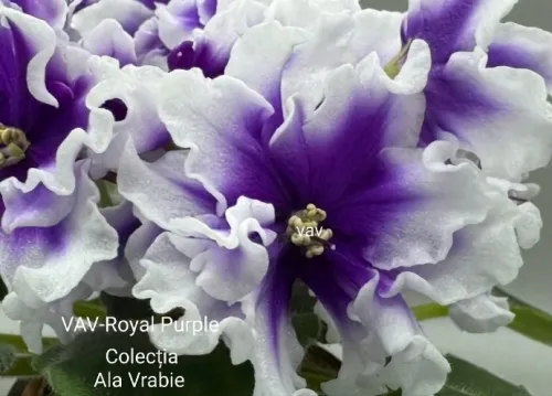Screenshot_20260827-000207_Gallery.webp