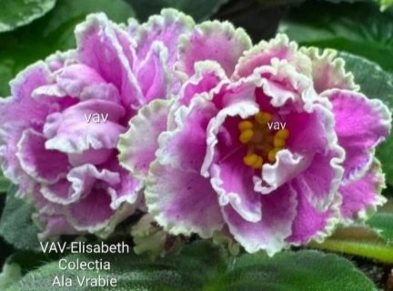 Screenshot_20260827-003229_Gallery.webp