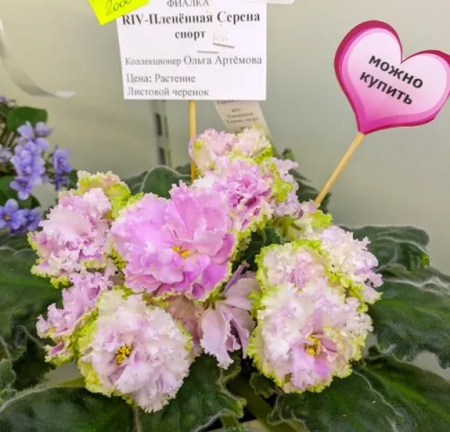 CR12su_20260825_092039899.webp