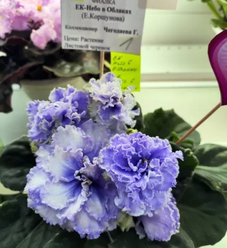 IMG_20260827_121853.webp