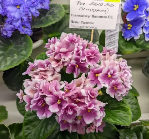 CR12su_20260825_09213143412.webp