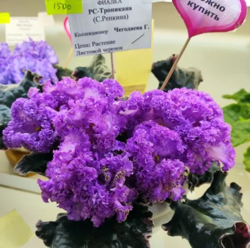 IMG_20260827_121931.webp