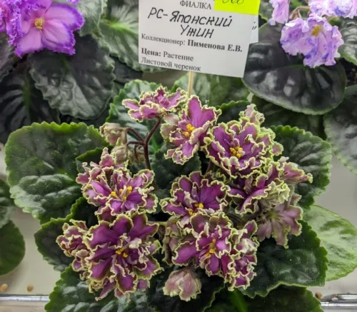 CR12su_20260825_092142335.webp
