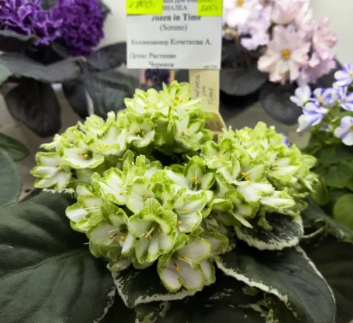 IMG_20260827_122140.webp