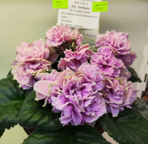 IMG_20260827_122202.webp
