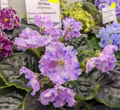 CR12su_20260825_0921314344.webp
