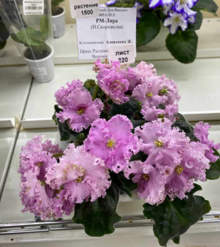 IMG_9048.jpeg