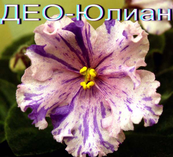 ДЕО-Юлиан