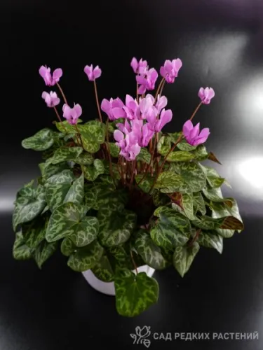 DSC00486-соц.webp