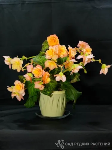 DSC01705-соц.webp