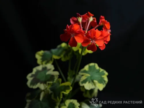 DSC01846-соц.webp
