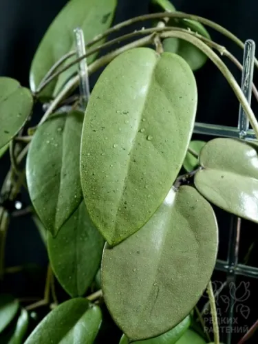 hoya silver dollar 2.webp