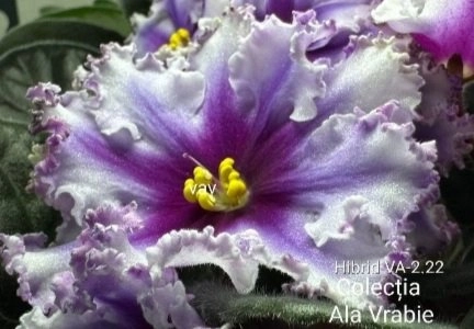 Screenshot_20260901-230945_Gallery.webp