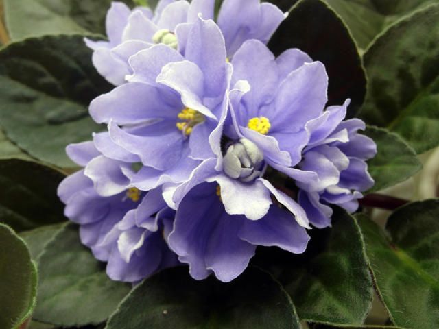 Rhapsodie Clementine